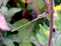 Zwervende Pantserjuffer [Lestes barbarus]